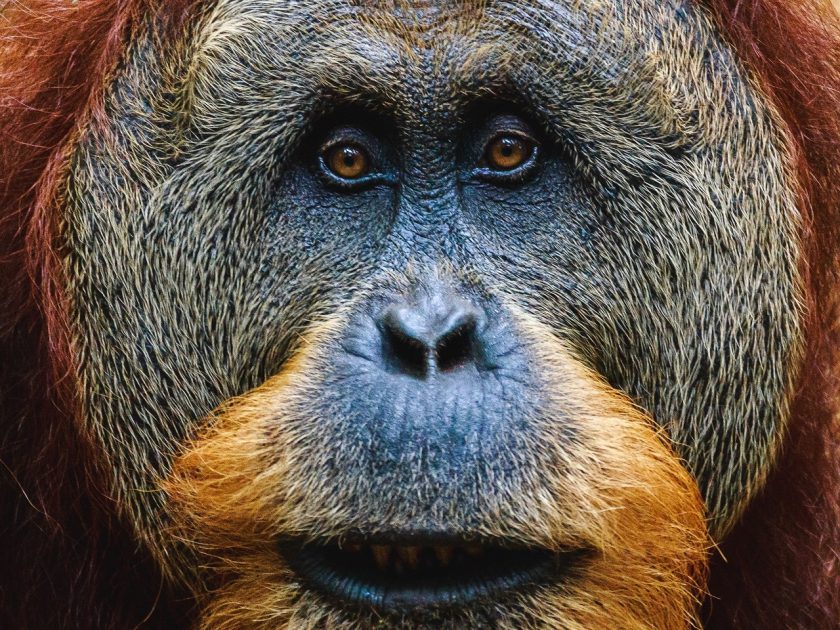 Orang-Utans können auch planen und ihre Artgenossen darüber informieren